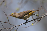 Palm Warbler