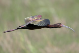 White-faced Ibis