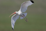 White Ibis