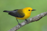 Prothonotary Warbler