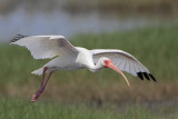 White Ibis