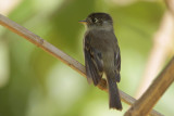 Black-capped Flycatcher