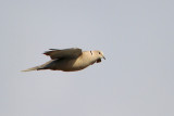 Eurasian Collared-Dove