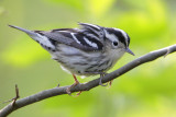 Black-and-white Warbler