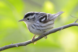 Black-and-white Warbler