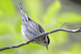 Black-and-white Warbler