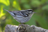 Black-and-white Warbler