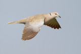 Eurasian Collared-Dove