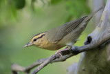 Worm-eating Warbler