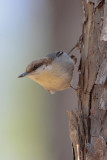 Brown-headed Nuthatch