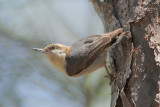 Brown-headed Nuthatch