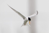 Least Tern