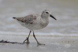 Red Knot