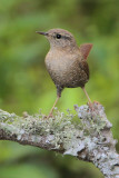 Winter Wren