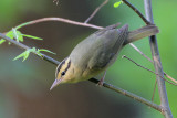 Worm-eating Warbler