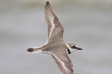 Wilsons Plover