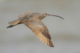 Long-billed Curlew