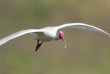 White Ibis