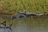 Tricolored Heron