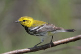 Black-throated Green Warbler