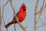 Northern Cardinal