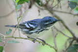 Cerulean Warbler