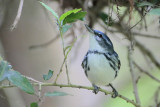 Cerulean Warbler