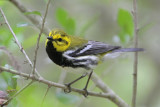 Black-throated Green Warbler