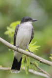 Eastern Kingbird