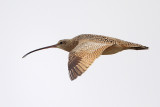 Long-billed Curlew