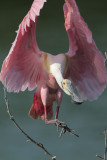 Roseate Spoonbill