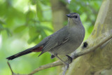 Gray Catbird