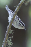 Black-and-white Warbler