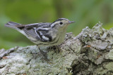 Black-and-white Warbler