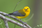 Prothonotary Warbler