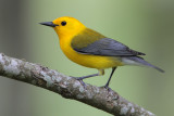 Prothonotary Warbler