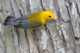 Prothonotary Warbler