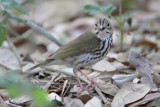 Ovenbird