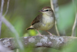 Swainsons Warbler