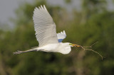 Great Egret