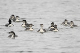 Common Loon