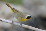 Common Yellowthroat