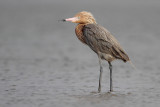 Reddish Egret