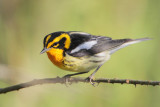 Blackburnian Warbler