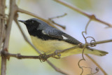 Black-throated Blue Warbler