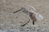 Short-billed Dowitcher