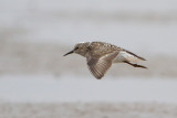 Least Sandpiper