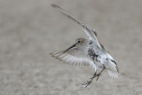 Dunlin