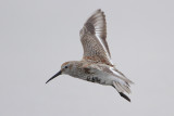 Dunlin