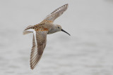 Dunlin